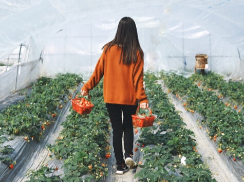 girl walking through strawberry patch holding two baskets of strawberries