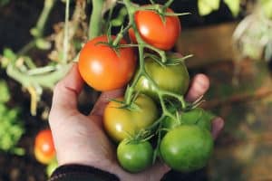 close-up of fresh tomatoes in someone's hand
