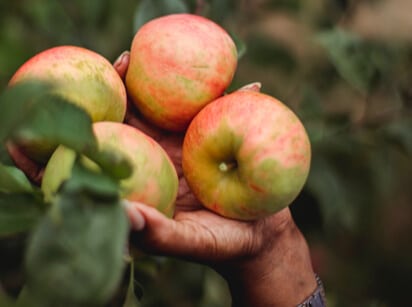 close-up on apples being picked